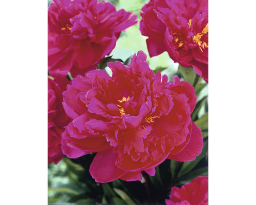 Gros plan de fleurs de pivoine roses