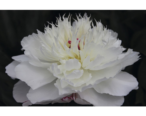 Gros plan sur une pivoine blanche