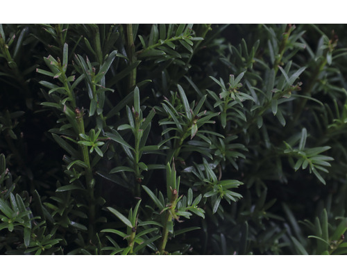 Gros plan sur des branches d''if