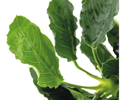 Plante d''aquarium avec des feuilles vertes