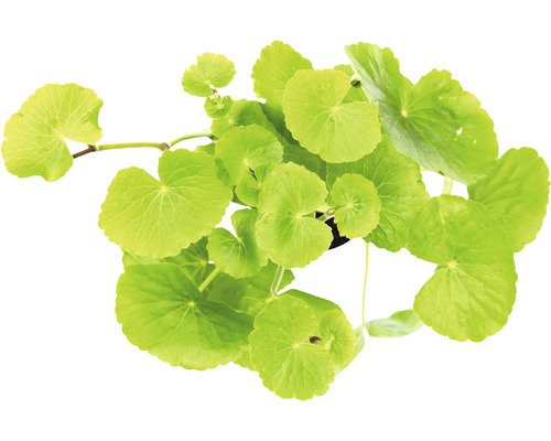 Hydrocotyle verticillata en pot