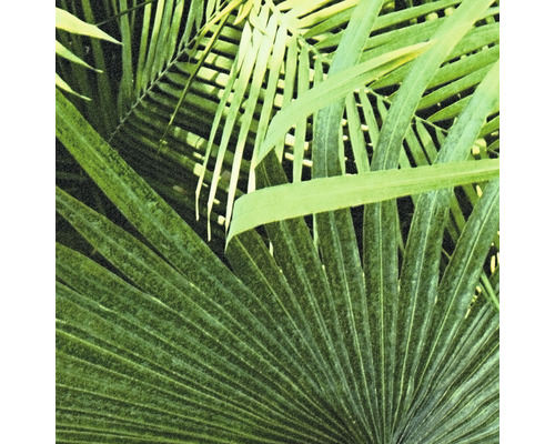 Gros plan de diverses feuilles de plantes tropicales