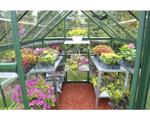 Serre avec étagères et diverses plantes.