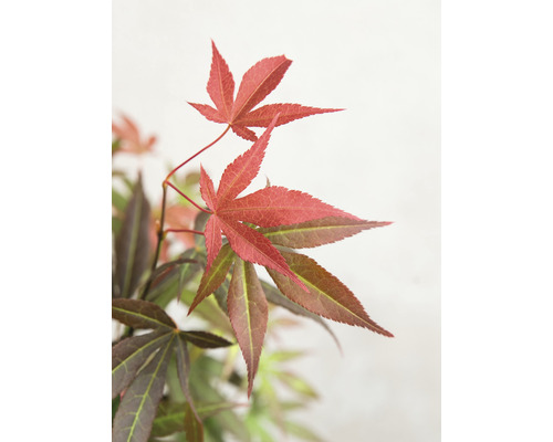 Érable rouge du Japon Acer palmatum 'Atropurpureum' h 40-50 Co 3 L