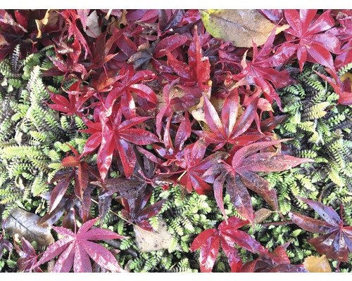 Feuilles d''érable rouges sur végétation verte