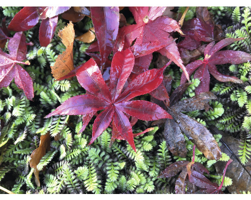 Feuilles d''érable rouges sur une surface de mousse verte