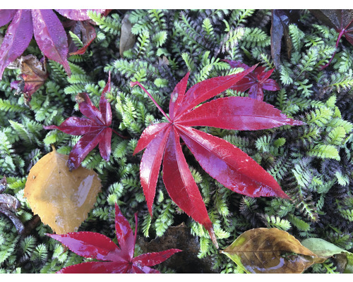 Feuilles d''érable rouges sur la mousse