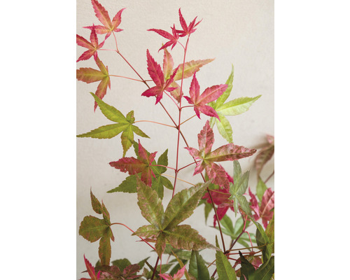 Érable japonais avec des feuilles multicolores