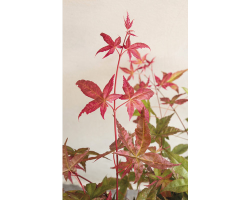 Gros plan d''un érable aux feuilles rouges