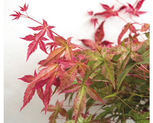 Gros plan d''un érable japonais avec des feuilles rouges et vertes.