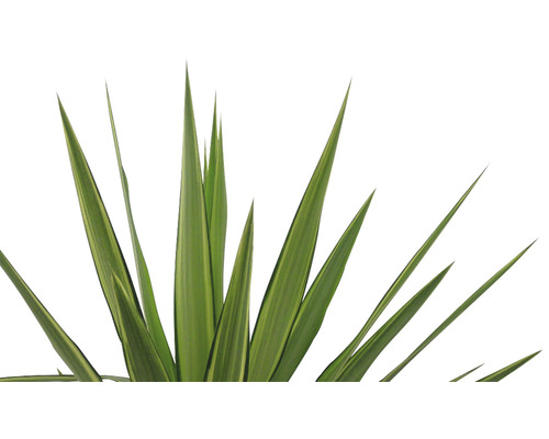 Graine de Nouvelle-Zélande avec de longues feuilles étroites