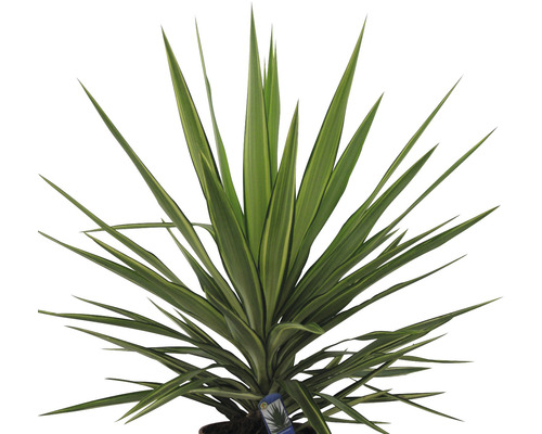 Yucca plante d''intérieur avec de longues feuilles pointues