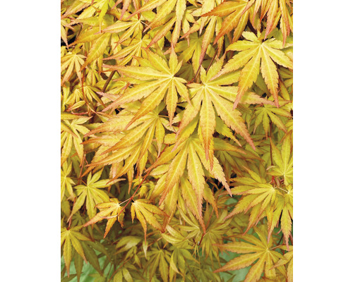 Érable du Japon suspendu Acer palmatum 'Cascade Gold' en demi-tiges 40 cm Co 3 L