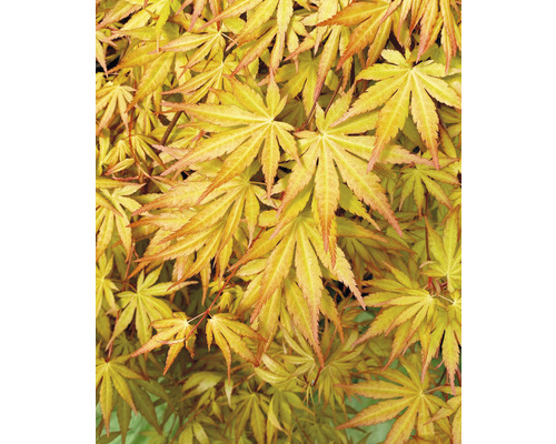 Érable du Japon suspendu Acer palmatum 'Cascade Gold' en demi-tiges 40 cm Co 3 L Gros plan sur un érable japonais avec des feuilles en filigrane