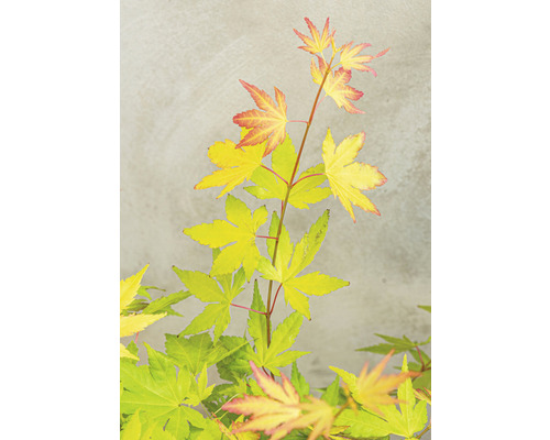 Érable japonais avec des feuilles jaunes et rouges