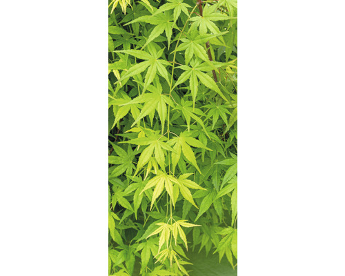 Érable du Japon suspendu Acer palmatum 'Ryusen' en demi-tiges 40 cm Co 3 L Gros plan d''un érable japonais avec des feuilles vertes.