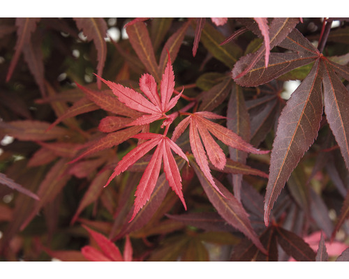 Gros plan sur des feuilles d''érable