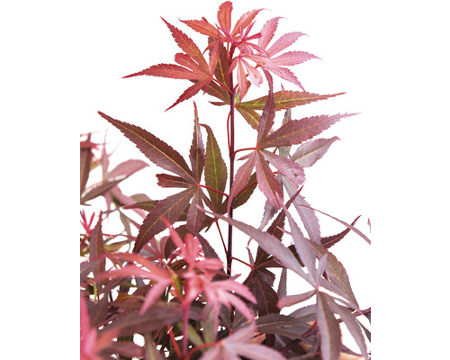 Érable japonais aux feuilles profondément découpées