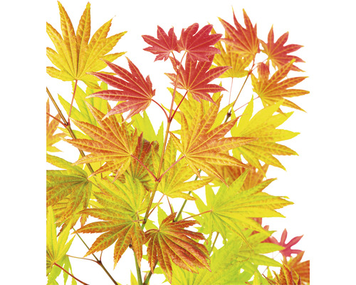 Érable du Japon doré Acer palmatum 'Moonrise' h 40- 50 cm Co 3 L