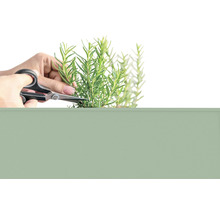 Person schneidet Rosmarin mit einer Gartenschere.