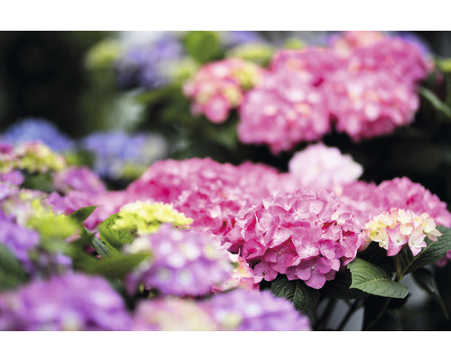 Gros plan de fleurs d''hortensia