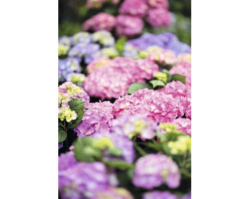 Gros plan de fleurs d''hortensia roses, violettes et bleues