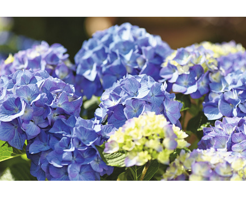 Gros plan sur des fleurs d''hortensia bleues