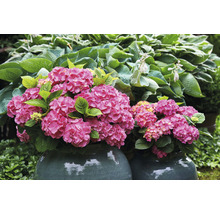 Bauernhortensie Hydrangea macrophylla 'Diva fiore' ® Rosa H 30-40 cm Co 5 L