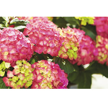 Bauernhortensie Hydrangea macrophylla 'Diva fiore' ® Rosa H 30-40 cm Co 5 L