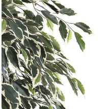 Kunstpflanze Ficus Hawalli, grün-thumb-3