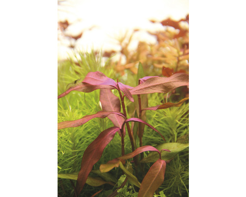 Aquarienpflanze mit roten Blättern