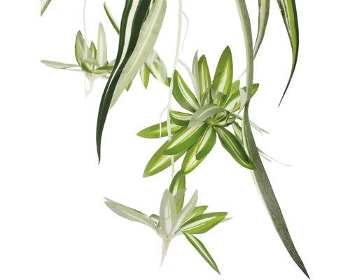 Grünlilie mit weiss-grünen Blättern