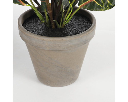 Pot de fleurs avec plante