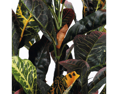 Plante de croton avec des feuilles de formes différentes