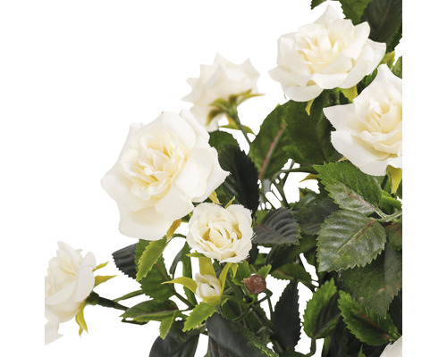 Gros plan de roses blanches avec des feuilles vertes