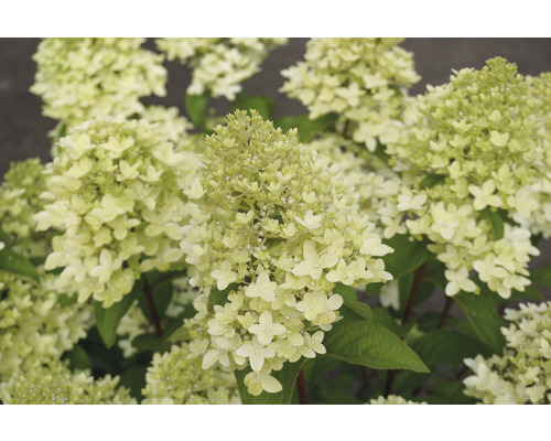 Gros plan sur un hortensia paniculé avec des inflorescences