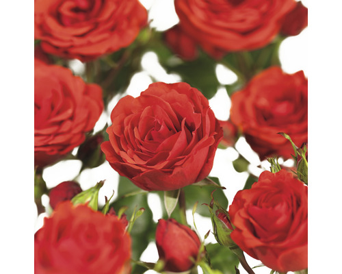 Rosier grimpant COURTYARD® FloraSelf Rosa Jive COURTYARD® h 90-110 cm Co 3 l Gros plan de fleurs de roses rouges