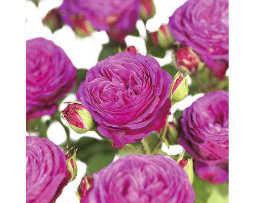 Rosier à massif 'Heidi Klum' FloraSelf Rosa 'Heidi Klum' h 30-40 cm Co 5 l Gros plan de fleurs de roses violettes avec des boutons
