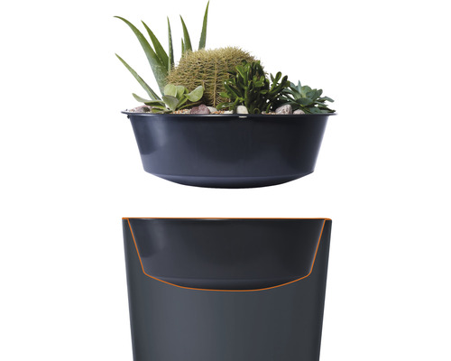 Bol avec cactus et plantes grasses