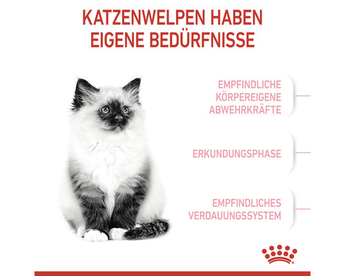 Eine junge Katze mit Informationen über die Bedürfnisse von Katzenwelpen.