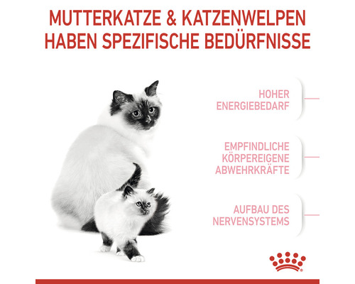 Mutterkatze und Katzenwelpen haben spezifische Bedürfnisse