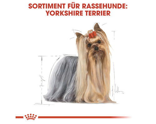 Yorkshire Terrier Hunderasse Sortiment
