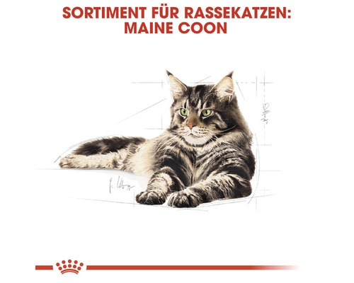 Maine Coon Katzenrasse Sortiment