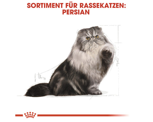 Perserkatze Sortiment für Rassekatzen
