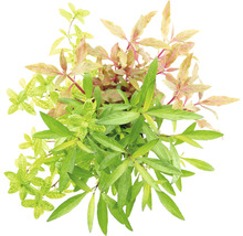 Plante d''aquarium avec des feuilles vertes