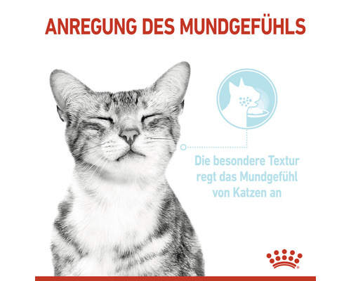 Katze frisst Katzenfutter zur Anregung des Mundgefühls