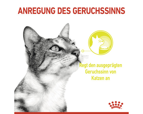 Anregung des Geruchssinns durch Katzenfutter