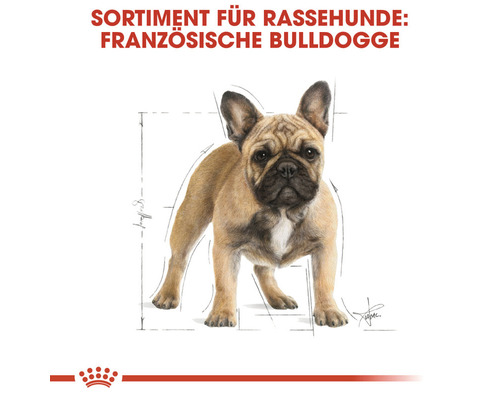Französische Bulldogge für Rassehunde