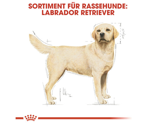 Illustration eines Labrador Retrievers für Rassehunde Produkte