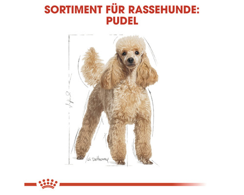 Pudel Illustration für Rassehunde Futter